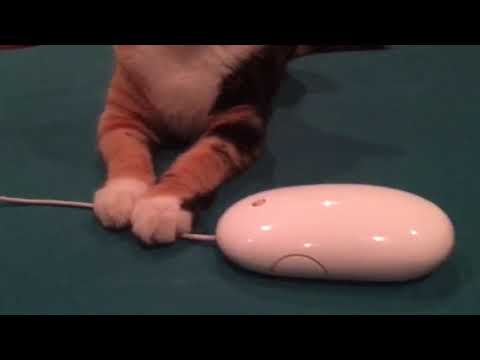 Cat catches mouse