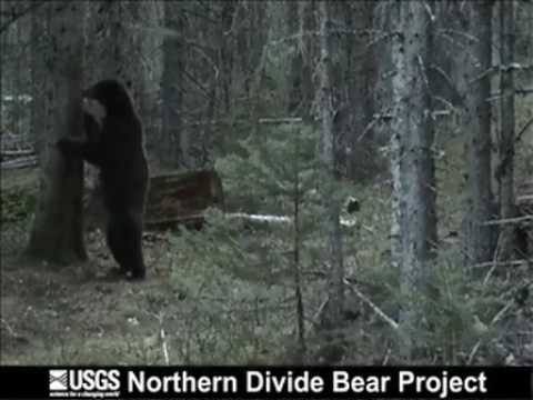 POLE DANCING Bears!  IN THE WILD