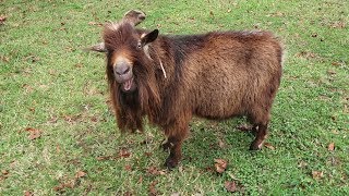 The Disgusting Habits Of Chewy The Buck