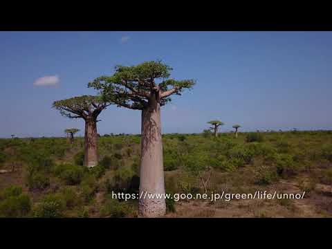 バオバブのある景色（昼間編）