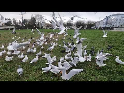 The gulls reign supreme!