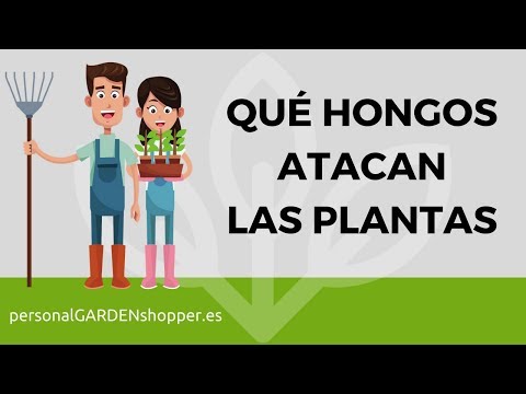 Principales hongos que atacan a las plantas del jardín y cómo combatirlos
