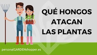 PRINCIPALES HONGOS QUE ATACAN LAS PLANTAS DEL JARDÍN Y CÓMO  COMBATIRLOS