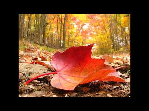 RUINA JOVEN - VUELTA DE HOJA