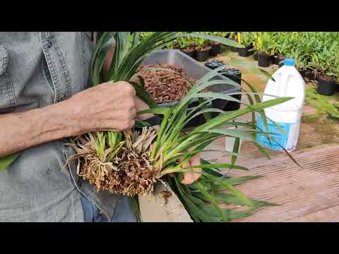 Repotting and dividing an old miniature Cymbidium, tutorial