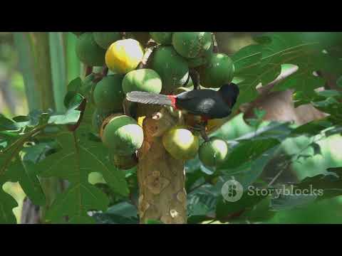 DISCOVER THE DAZZLING WILSON’S BIRD OF PARADISE!