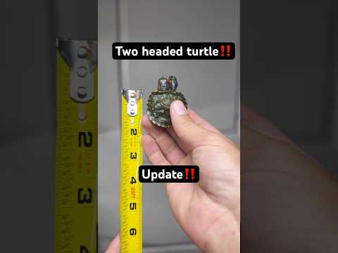 Two headed turtle update‼️