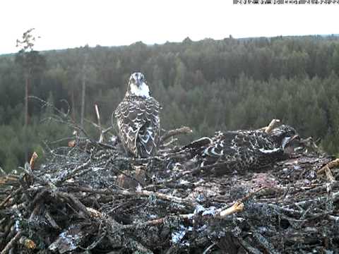Latvian Osprey - July 6 - 2012 - 21:51 - sound Deer