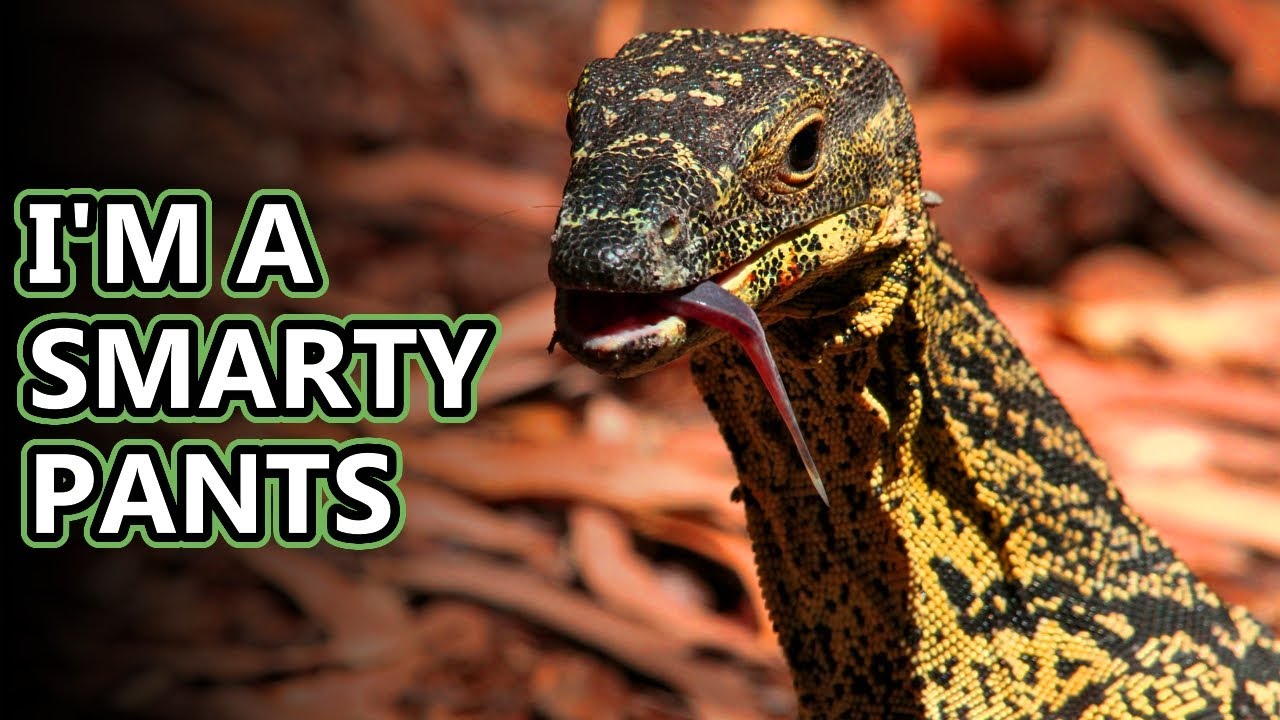 Monitor Lizard facts: some smart reptiles | Animal Fact Files