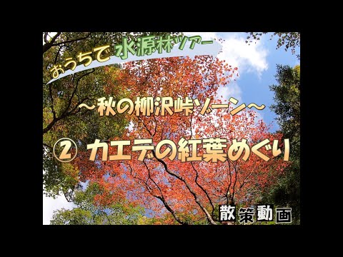 【おうちで水源林ツアー】 ～秋の柳沢峠ゾーン～ ②カエデの紅葉めぐり