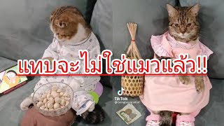 แทบจะไม่ใช่แมวแล้ว!!ดูตูนจบก่อนนอนแปลงฟันด้วยน่ะ