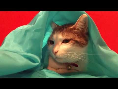 FUNNY CATS LINA & LUANA - LUANA IN SILK