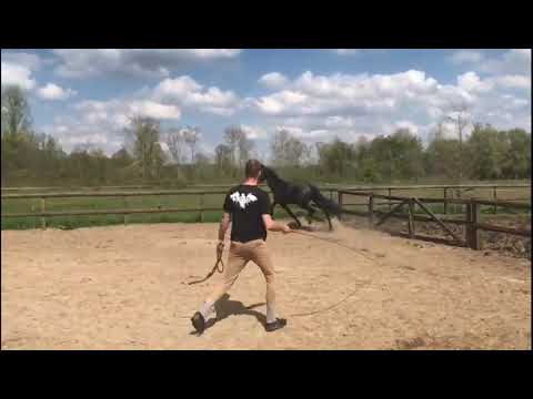 PN-horses: 3 years old stallion by Borsalino x Don Gigolo **SOLD SWEDEN**