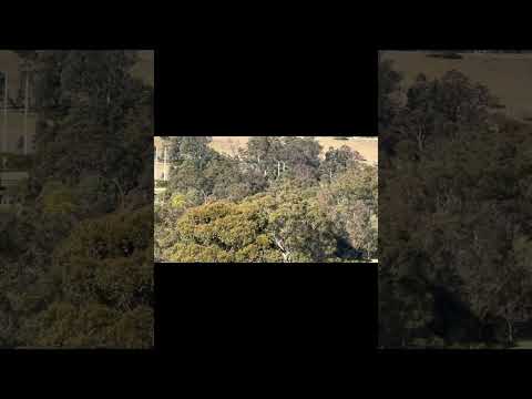 7MB9 passing glennlee at mt Annan gardens (units unknown)