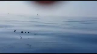Delfino intrappolato in una rete, il video del salvataggio a Salerno