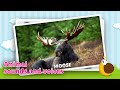 Flashcards For Toddlers First Words Fun Animal App Gameplay Video In English
