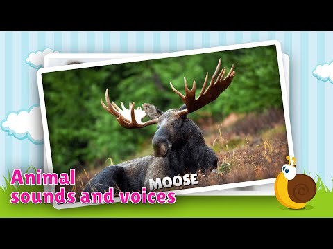 Animal flashcard & sounds Video