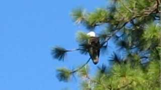 preview picture of video 'Bald Eagle on Twain Harte Lake'