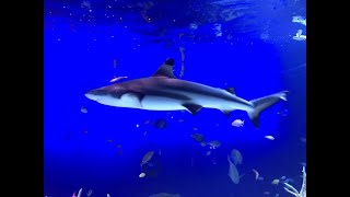 1 鮫はフカヒレだけが目的なのか？