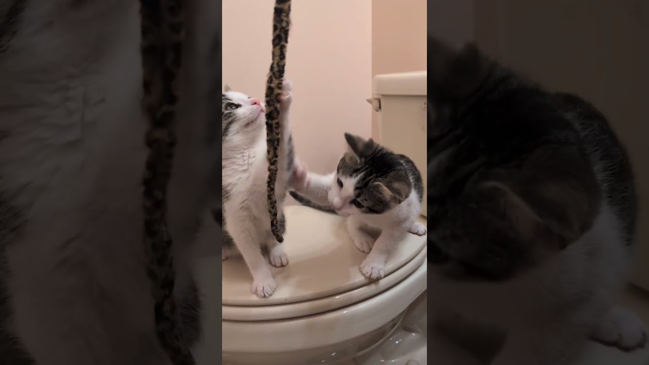 Enlarge Maddie & Leo, an adopted mixed breed in Hyattsville, MD video 6/6