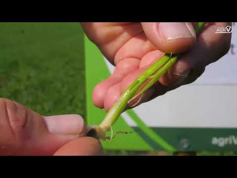 Einkürzung der Getreide-Bestände