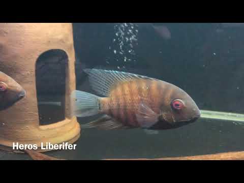My Mouthbrooding Severum Heros Liberifer pair