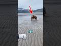 What to do in a Bear Attack!