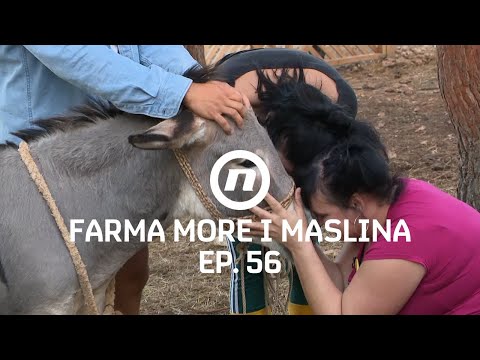 Opraštanje od magaraca - Epizoda 56 | Farma More i Maslina