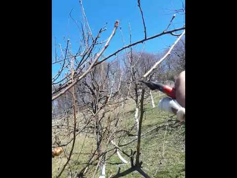 rezidba orezivanje jabuke i kruske