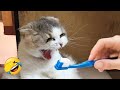 Try Not To Laugh Funniest Cats And Dogs Videos Part 36