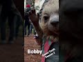 Bobby!!! Such a cool human-groundhog hybrid..we loved him so much #sweettooth #netflix #netflixph