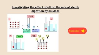 Investigating pH on the rate of starch digestion by amylase for AQA GCSE biology + Combined Science