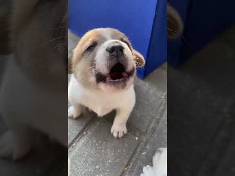Puppy crying sound!! Cute Puppy crying #angrypets #cuteanimal #cute #angrypuppy #puppyeyes #pup