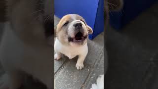 Download lagu Puppy crying sound!! Cute Puppy crying #angrypets #cuteanimal #cute #angrypuppy #puppyeyes #pup mp3