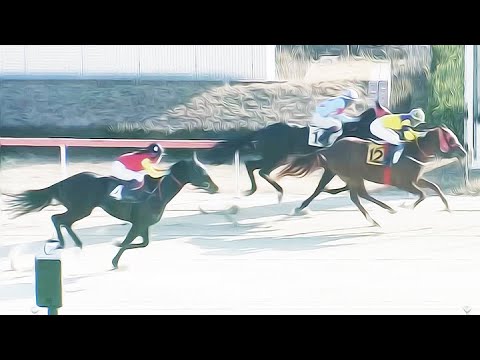 8/2-(토)-손석범-승부54.8배+45.0배/메인13.2배[가야할마필]휴장전/부경도/좋았습니다..!!