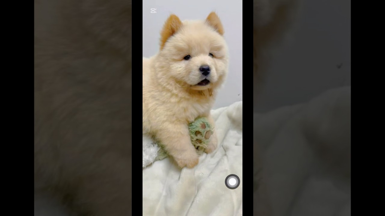 腰振りすぎて力尽きる子犬チャウチャウ❤️‍🔥#shorts