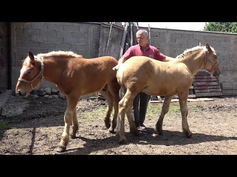 Caii domnului Doru Dragan de la Floresti, Cluj - 2020 Nou!!!