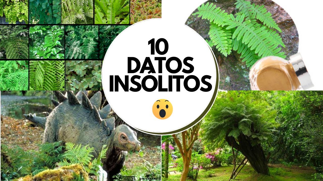 Helechos: 10 datos curiosos / 10 curiosidades sobre los Helechos