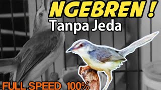 Download lagu CIWAH FULL BREEN TANPA JEDA 😱 ‼️ DURASINYA NGERI | Ciblek Sawah Cocok Untuk Masteran Dan Pancingan mp3