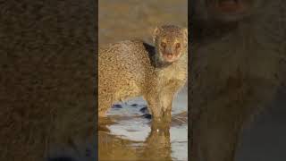 Download lagu garangan #pikat #viral #shorts mp3 Download lagu garangan #pikat #viral #shorts mp3