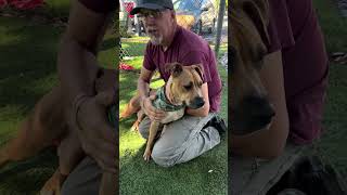 Video preview image #1 American Pit Bull Terrier-Labrador Retriever Mix Puppy For Sale in Pasadena, CA, USA