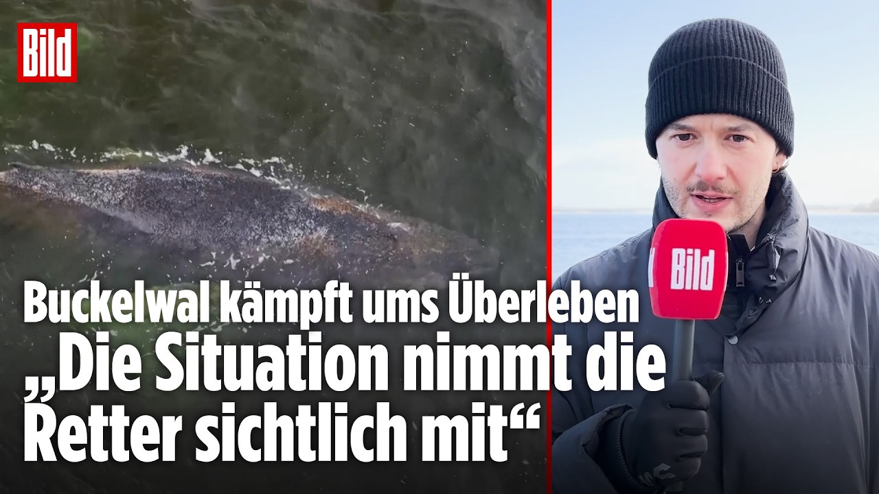 Buckelwal kämpft ums Überleben: Retter planen neuen Versuch