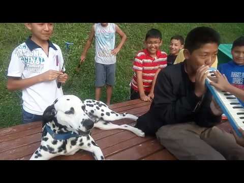 Just for laugh - Singing dog.