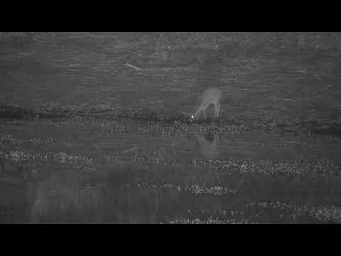 Djuma: Small Antelope drinking - 02:38 - 09/27/21