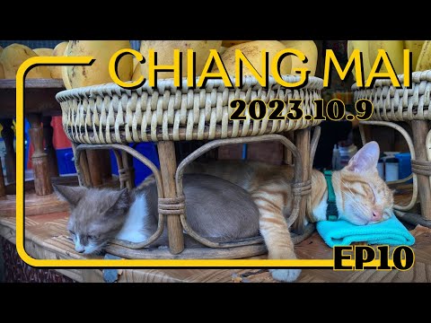 [Vida na Tailândia 🇹🇭 Viagem à Tailândia EP10] Um dia relaxante no templo mais antigo de Chiang Mai! | Vida diária de Chiang Mai | Wat Chiang Man | Café da manhã | Maker Canal | Café