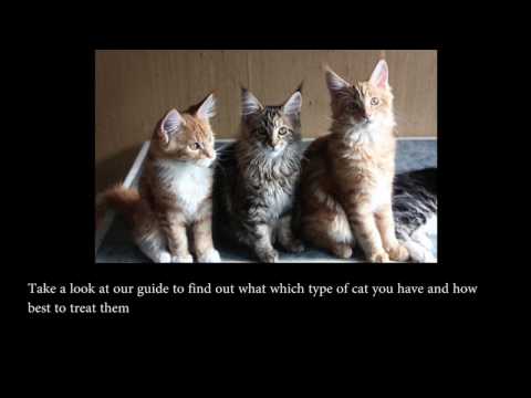 5 Personality Types of Cats