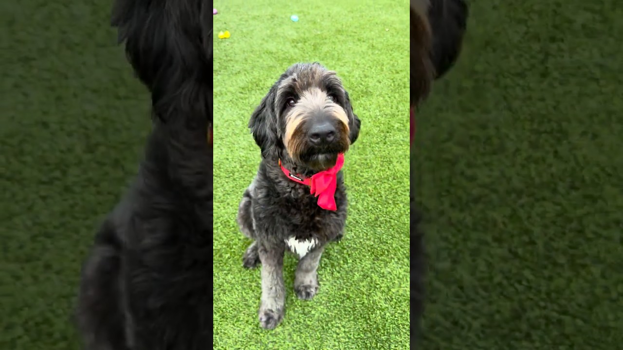 Enlarge Oliver, an adopted Labradoodle in Warren, RI video 2/6