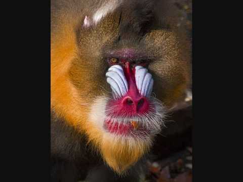 Slinky Wizard - The Wizard (KoxBox Remix)