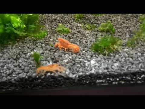 Mein CPO Krebs Pärchen im 240 Liter Aquarium in HD - Cambarellus patzcuarensis orange