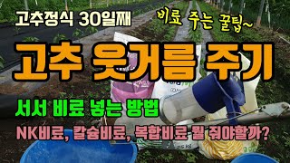 고추웃거름 추비 서서 간편하게 주는 방법 고추웃거름주는시기 및 1,2차 고추추비주는곳 고추칼슘결핍 예방을 위…